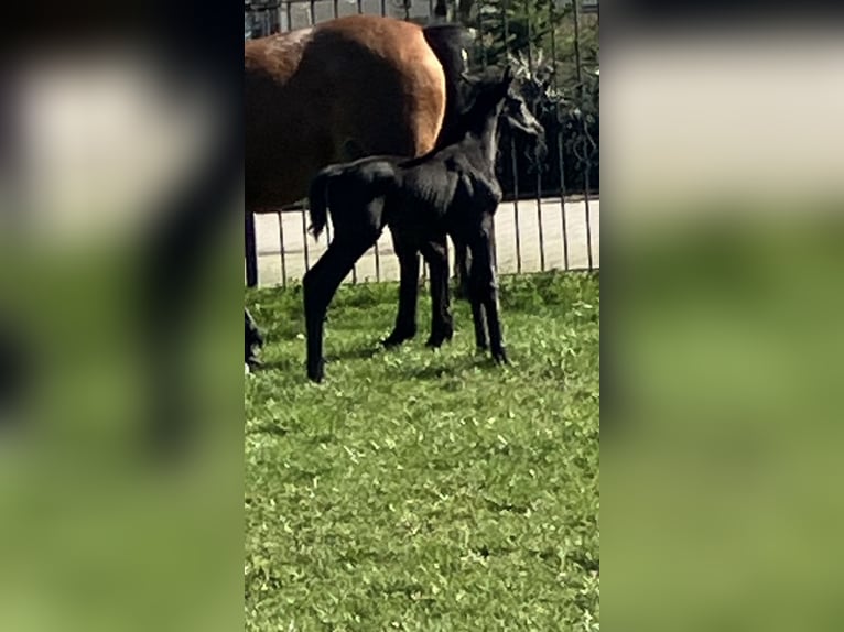 Westphalian Mare Foal (03/2026) 16.2 hh Black in Unna