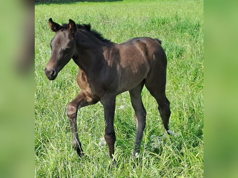 Westphalian Mare Foal (04/2024) 16,2 hh Black in Hopsten