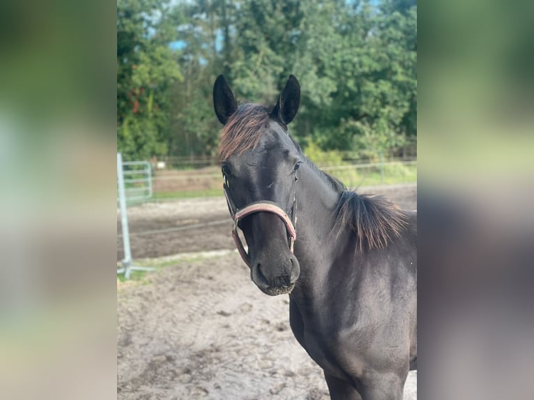 Westphalian Mare  16,2 hh Black in Reken