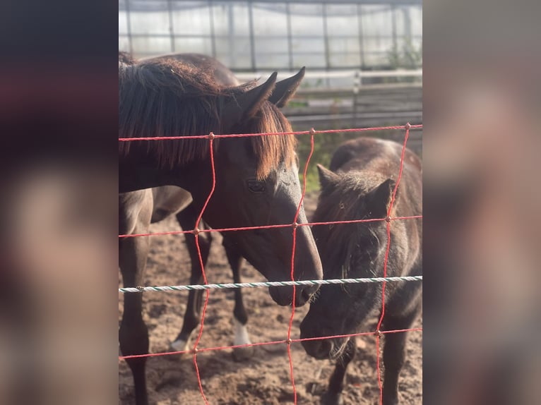 Westphalian Mare  16,2 hh Black in Reken