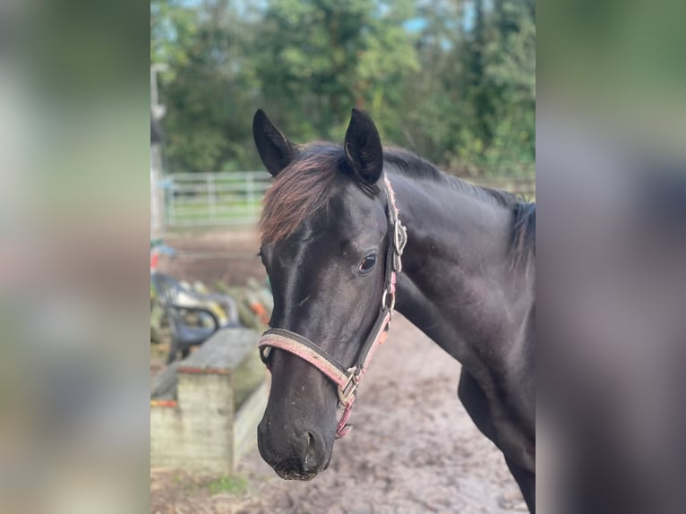 Westphalian Mare  16,2 hh Black in Reken