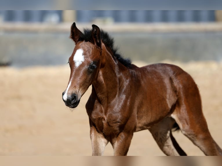 Westphalian Mare Foal (03/2026) 16.2 hh Brown in Kutenholz