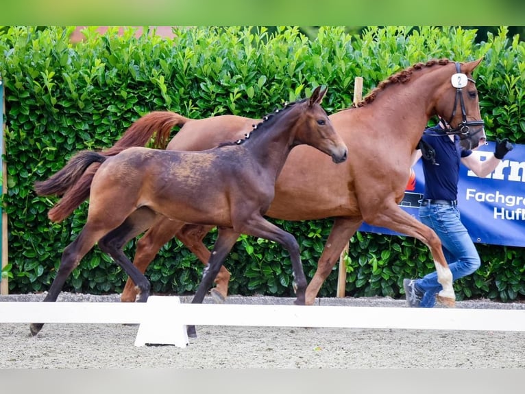 Westphalian Mare Foal (02/2024) 16,2 hh Brown in Greven