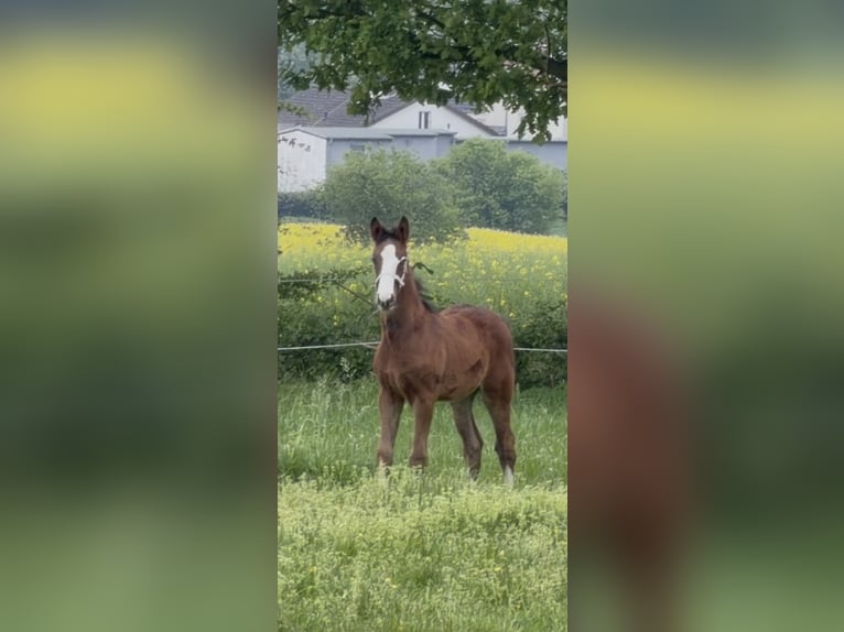 Westphalian Mare Foal (02/2026) 16.2 hh Brown in Hamm