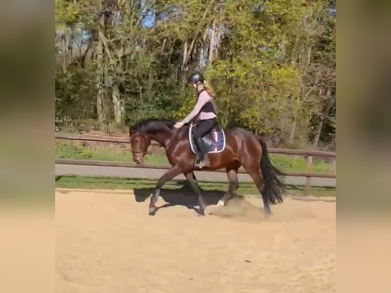 Westphalian Mare Foal (05/2026) 16.2 hh Brown in Ahaus