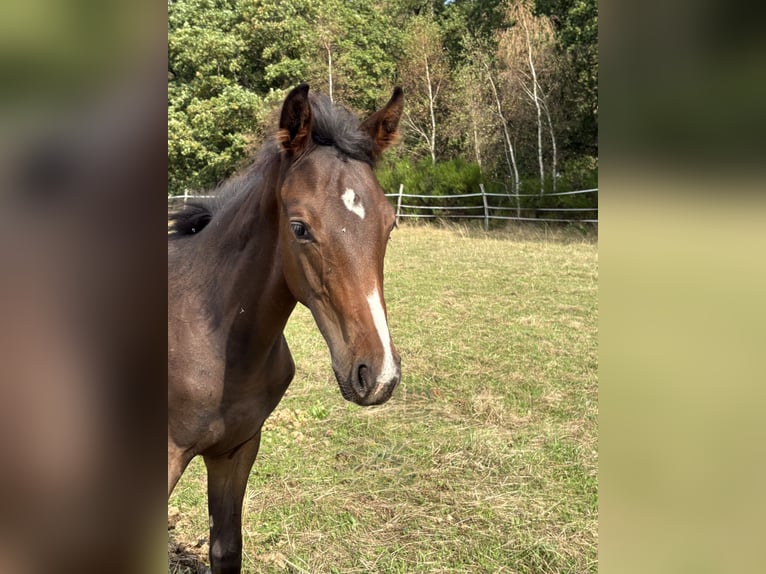 Westphalian Mare Foal (04/2026) 16.2 hh Brown in Siegen