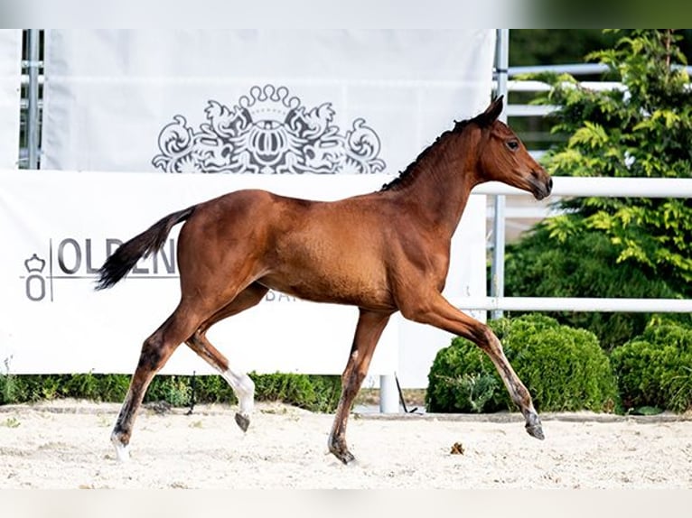 Westphalian Mare Foal (02/2024) 16,2 hh Brown in Wysin