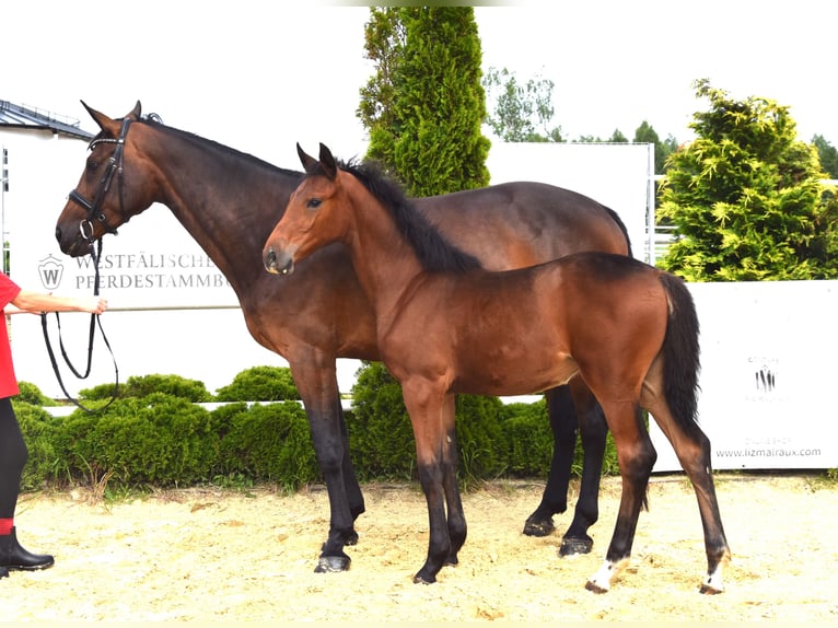 Westphalian Mare Foal (02/2024) 16,2 hh Brown in Wysin