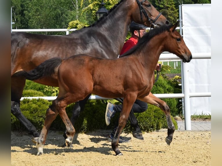 Westphalian Mare Foal (02/2024) 16,2 hh Brown in Wysin