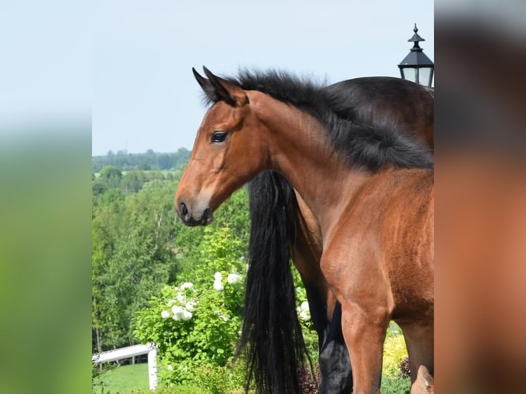 Westphalian Mare Foal (02/2024) 16,2 hh Brown in Wysin