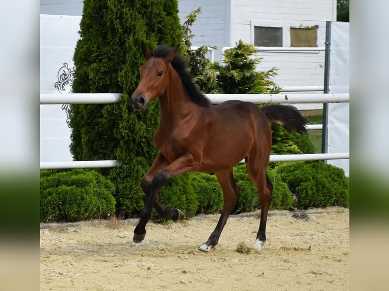 Westphalian Mare Foal (02/2024) 16,2 hh Brown in Wysin