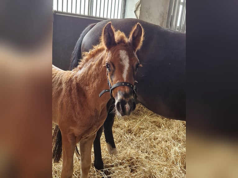 Westphalian Mare Foal (03/2026) 16.2 hh Chestnut in Ostbevern