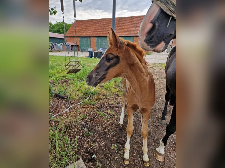 Westphalian Mare Foal (03/2026) 16.2 hh Chestnut in Ostbevern