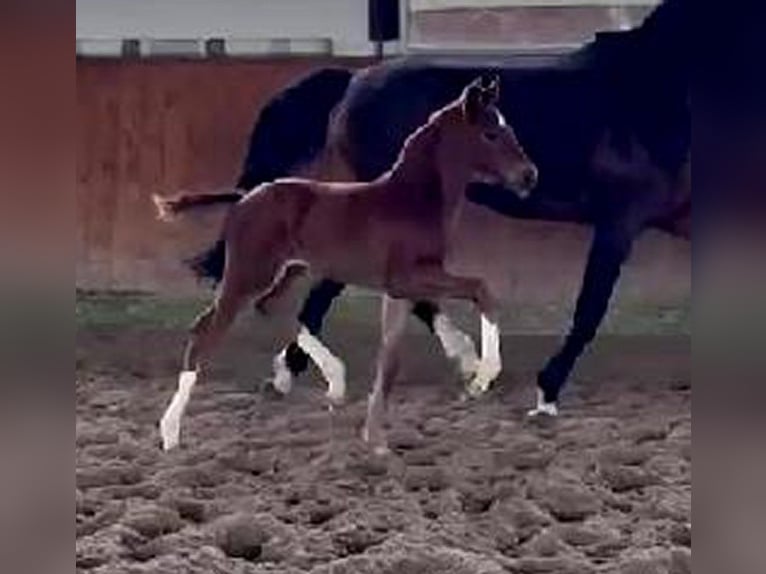 Westphalian Mare Foal (03/2024) 16,2 hh Chestnut in Telgte