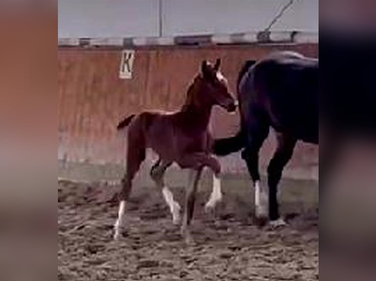 Westphalian Mare Foal (03/2024) 16,2 hh Chestnut in Telgte