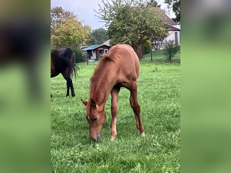 Westphalian Mare Foal (05/2025) 16,2 hh Chestnut-Red in Unna