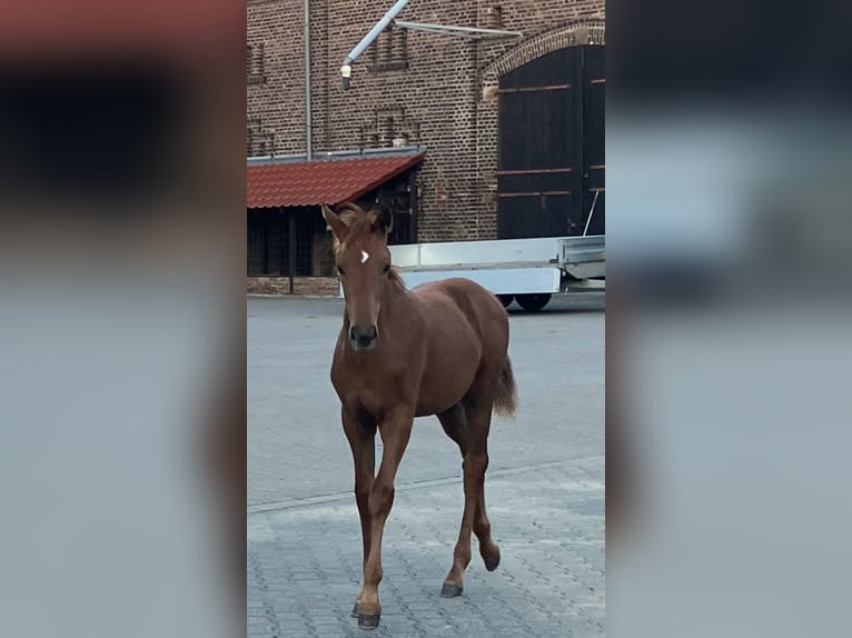 Westphalian Mare Foal (05/2025) 16,2 hh Chestnut-Red in Unna