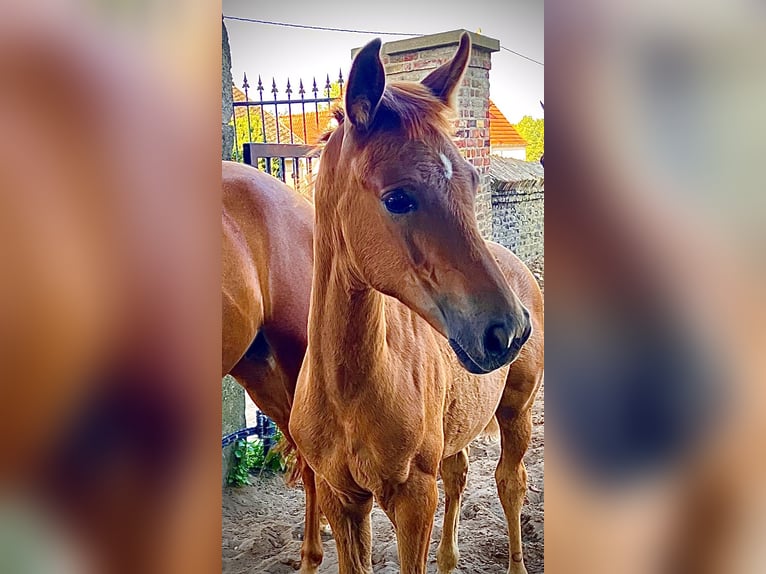 Westphalian Mare Foal (05/2025) 16,2 hh Chestnut-Red in Unna