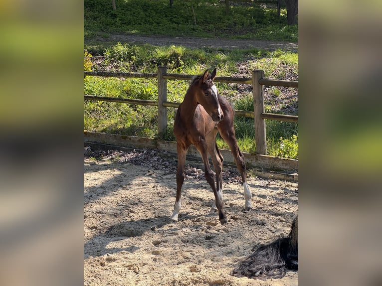 Westphalian Mare Foal (04/2026) 16.2 hh Smoky-Black in Möhnesee