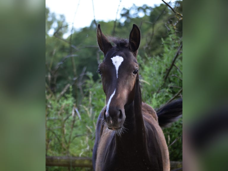 Westphalian Mare Foal (04/2026) 16.2 hh Smoky-Black in Möhnesee
