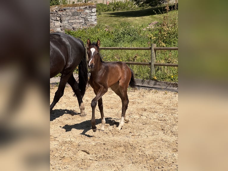Westphalian Mare Foal (04/2026) 16.2 hh Smoky-Black in Möhnesee