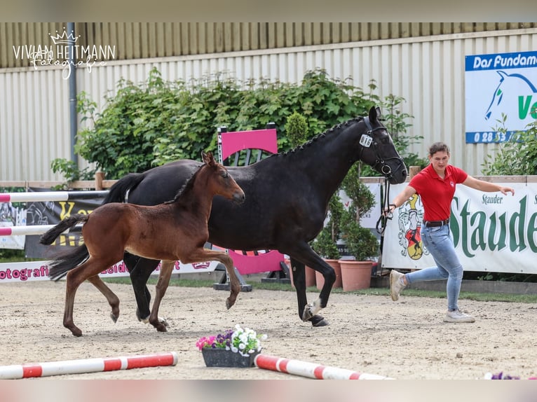Westphalian Mare Foal (04/2026) 16.2 hh Smoky-Black in Ratingen