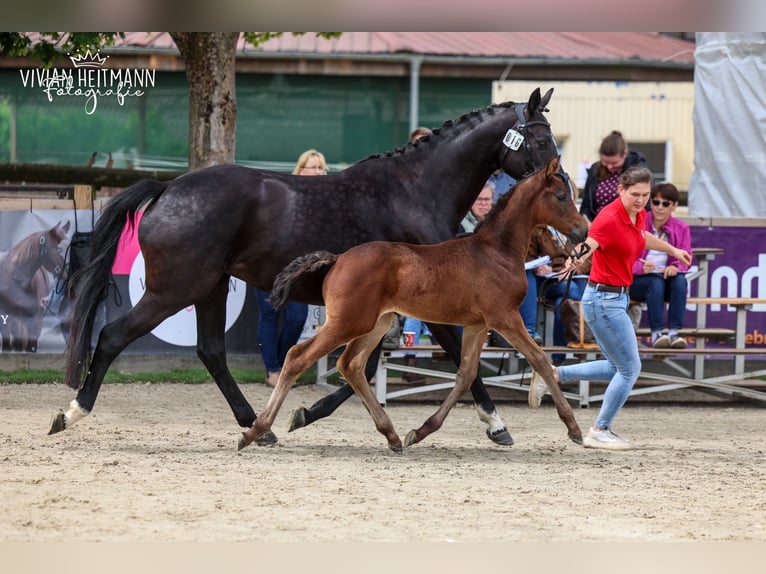 Westphalian Mare Foal (04/2026) 16.2 hh Smoky-Black in Ratingen