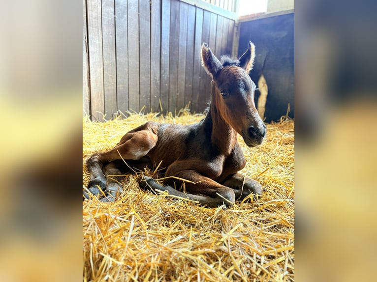 Westphalian Mare Foal (04/2026) 16.2 hh Smoky-Black in Ratingen