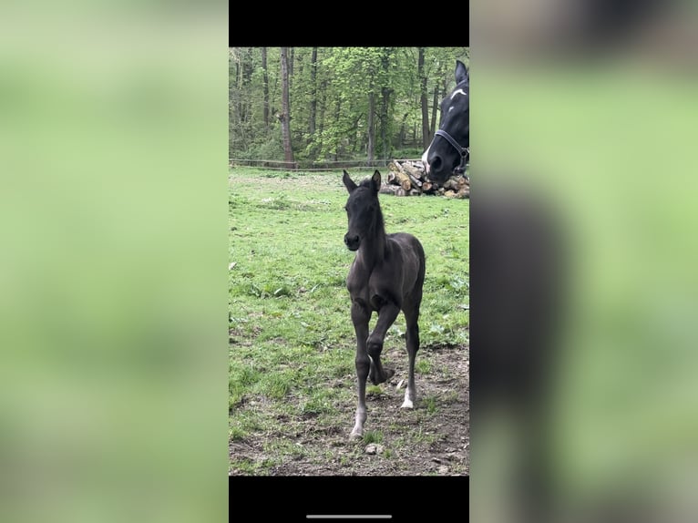 Westphalian Mare Foal (03/2024) 16,3 hh Black in Möhnesee