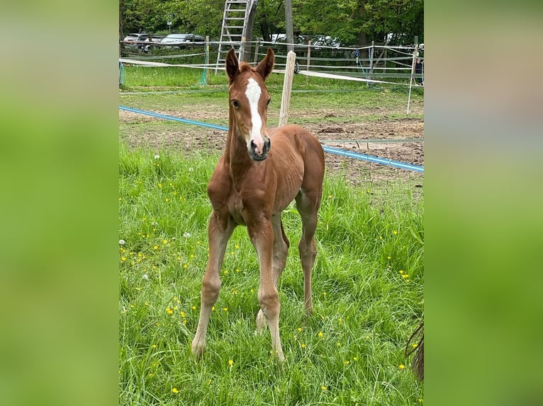 Westphalian Mare Foal (04/2023) 16,3 hh Chestnut in Wiesbaden