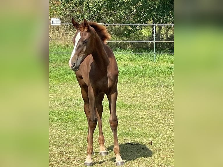 Westphalian Mare Foal (04/2023) 16,3 hh Chestnut in Wiesbaden