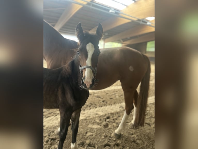 Westphalian Mare Foal (04/2025) 16 hh Bay-Dark in Siegen