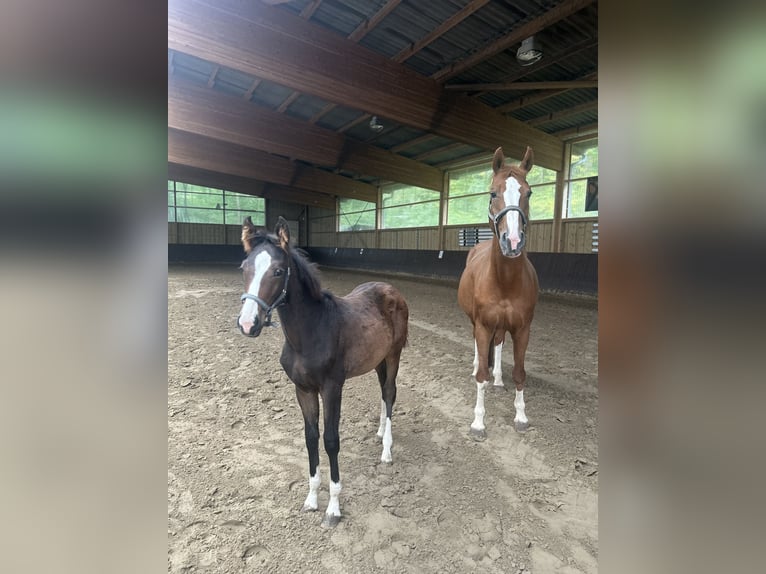 Westphalian Mare Foal (04/2025) 16 hh Bay-Dark in Siegen