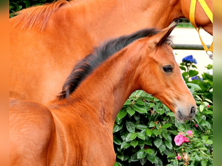 Westphalian Mare Foal (05/2024) 16 hh Brown in Cappeln (Oldenburg)