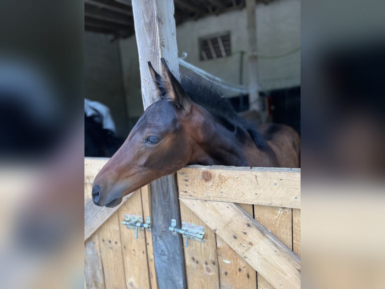 Westphalian Mare Foal (03/2025) 16 hh Brown in Odenthal