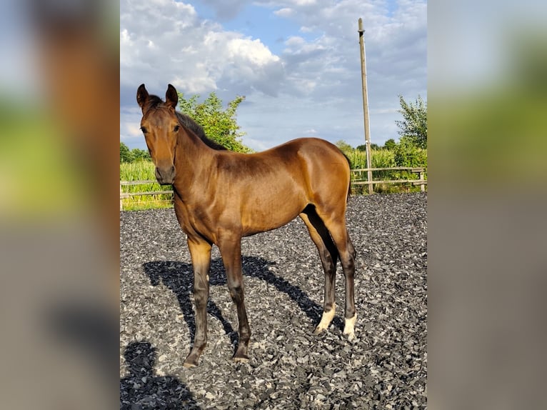 Westphalian Mare Foal (03/2026) 16 hh Brown in Horstmar
