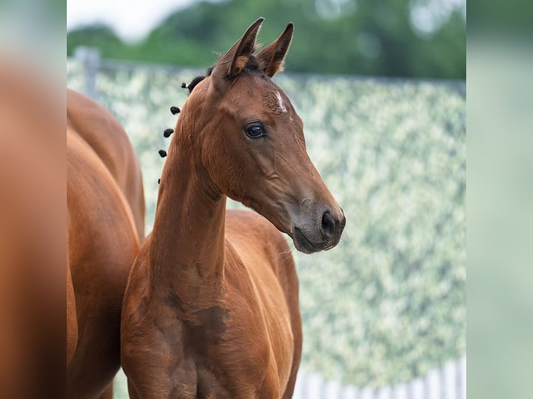Westphalian Mare  16 hh Brown in D&#xFC;lmen