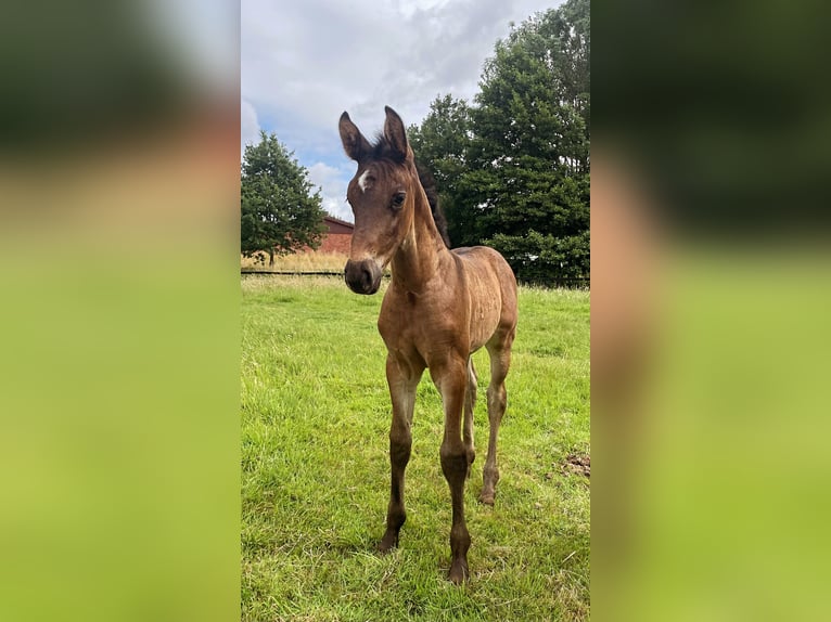 Westphalian Mare  16 hh Brown in Billerbeck