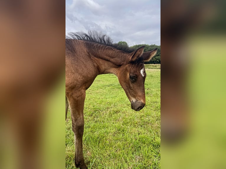 Westphalian Mare  16 hh Brown in Billerbeck