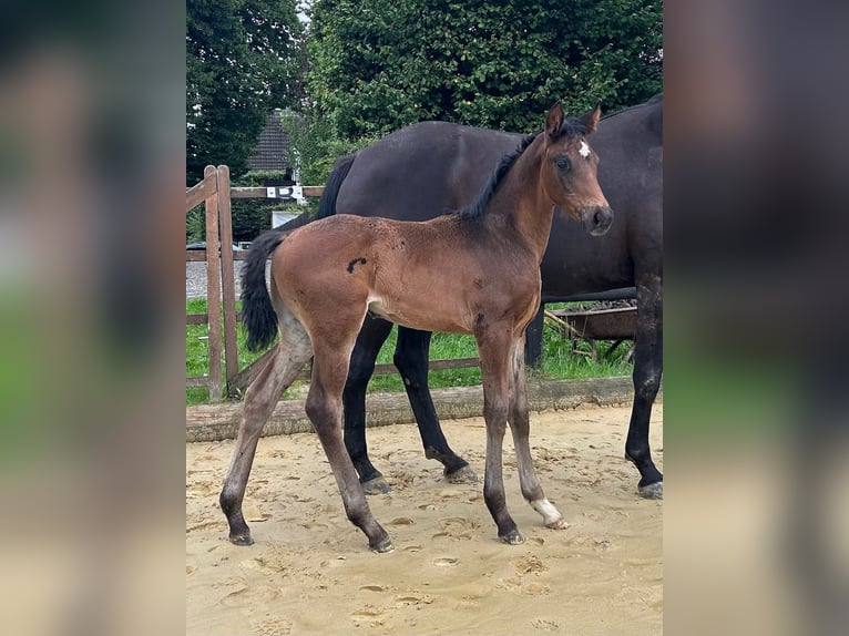 Westphalian Mare Foal (06/2025) 16,1 hh Bay-Dark in Remscheid
