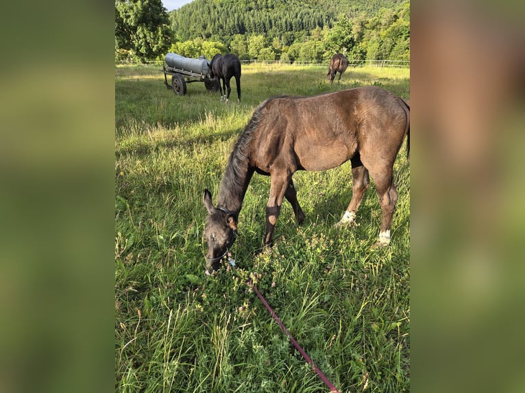 Westphalian Mare Foal (04/2025) 16,1 hh Black in V&#xF6;hl