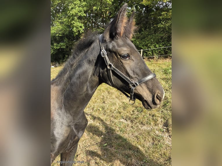 Westphalian Mare Foal (04/2025) 16,1 hh Black in V&#xF6;hl