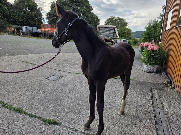 Westphalian Mare Foal (04/2025) 16,1 hh Black in V&#xF6;hl
