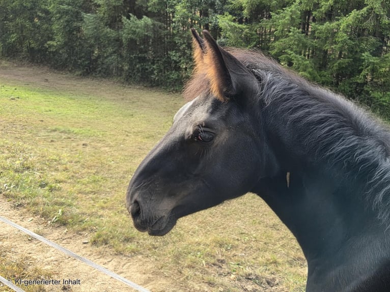 Westphalian Mare Foal (04/2025) 16,1 hh Black in V&#xF6;hl