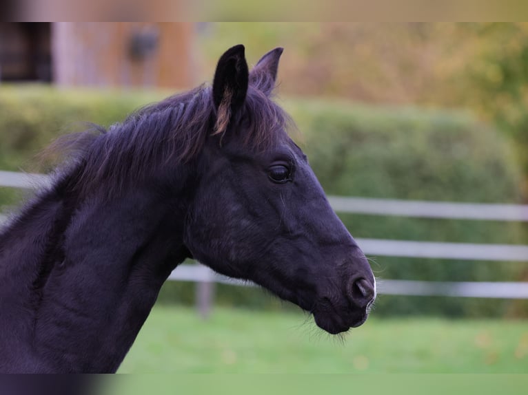 Westphalian Mare Foal (04/2025) 16,1 hh Black in V&#xF6;hl