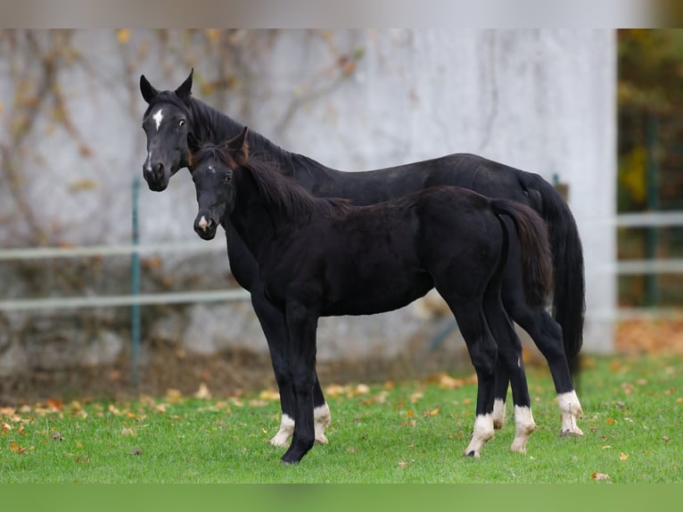 Westphalian Mare Foal (04/2025) 16,1 hh Black in V&#xF6;hl