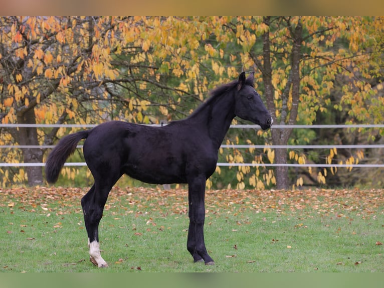 Westphalian Mare Foal (04/2025) 16,1 hh Black in V&#xF6;hl