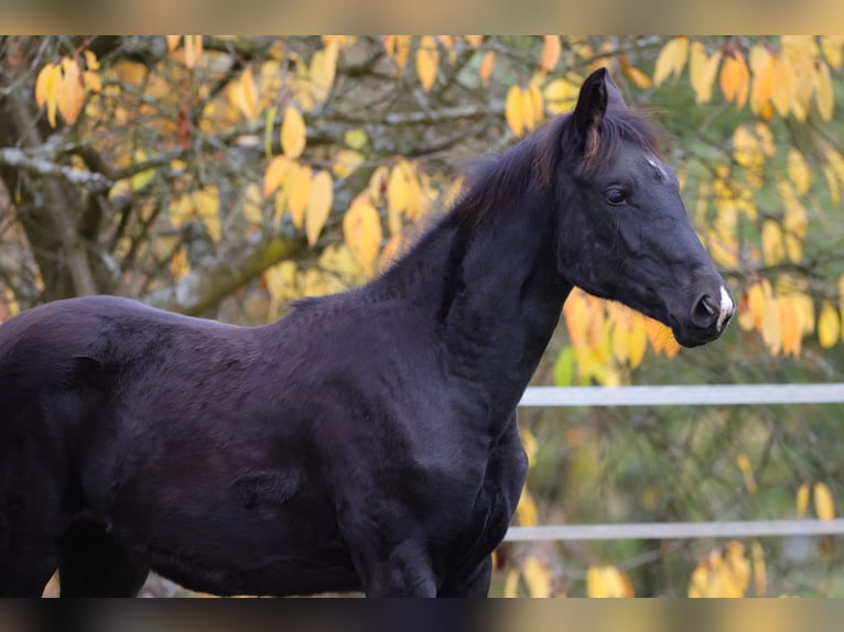 Westphalian Mare Foal (04/2025) 16,1 hh Black in V&#xF6;hl