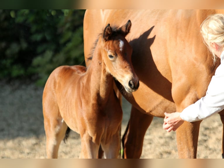Westphalian Mare  16,1 hh Brown in Kutenholz