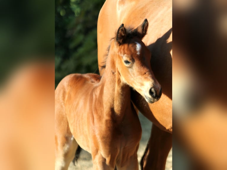 Westphalian Mare  16,1 hh Brown in Kutenholz